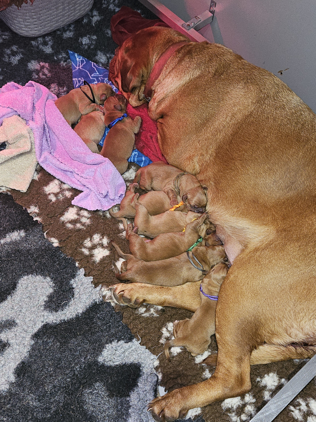 Des Molosses De Lapouyade - Dogue de Bordeaux - Portée née le 04/06/2026