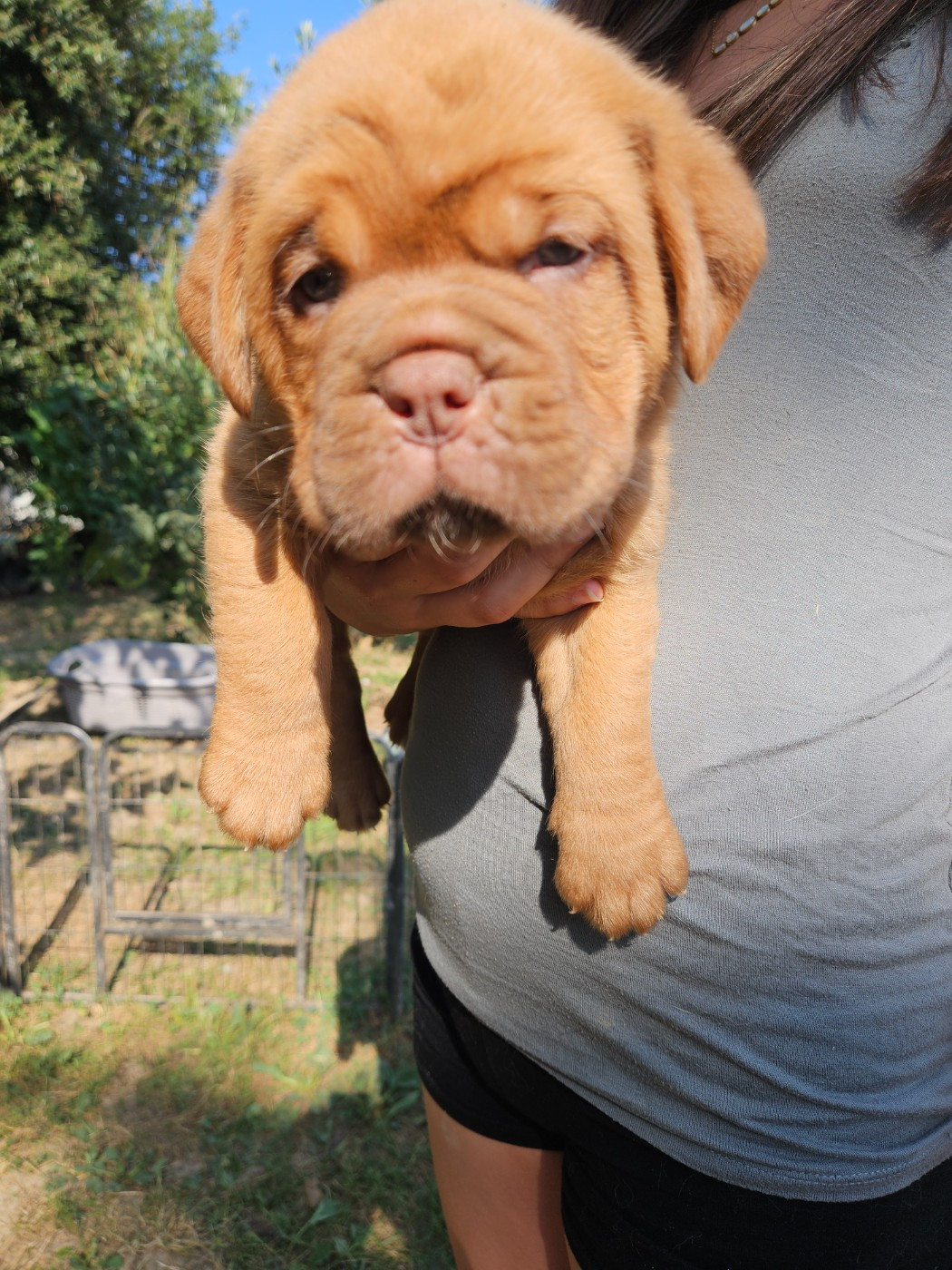 Des Molosses De Lapouyade - Chiots disponibles - Dogue de Bordeaux