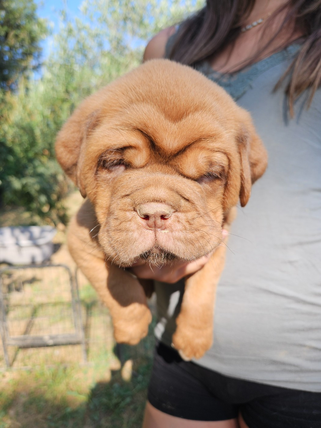 Des Molosses De Lapouyade - Chiots disponibles - Dogue de Bordeaux