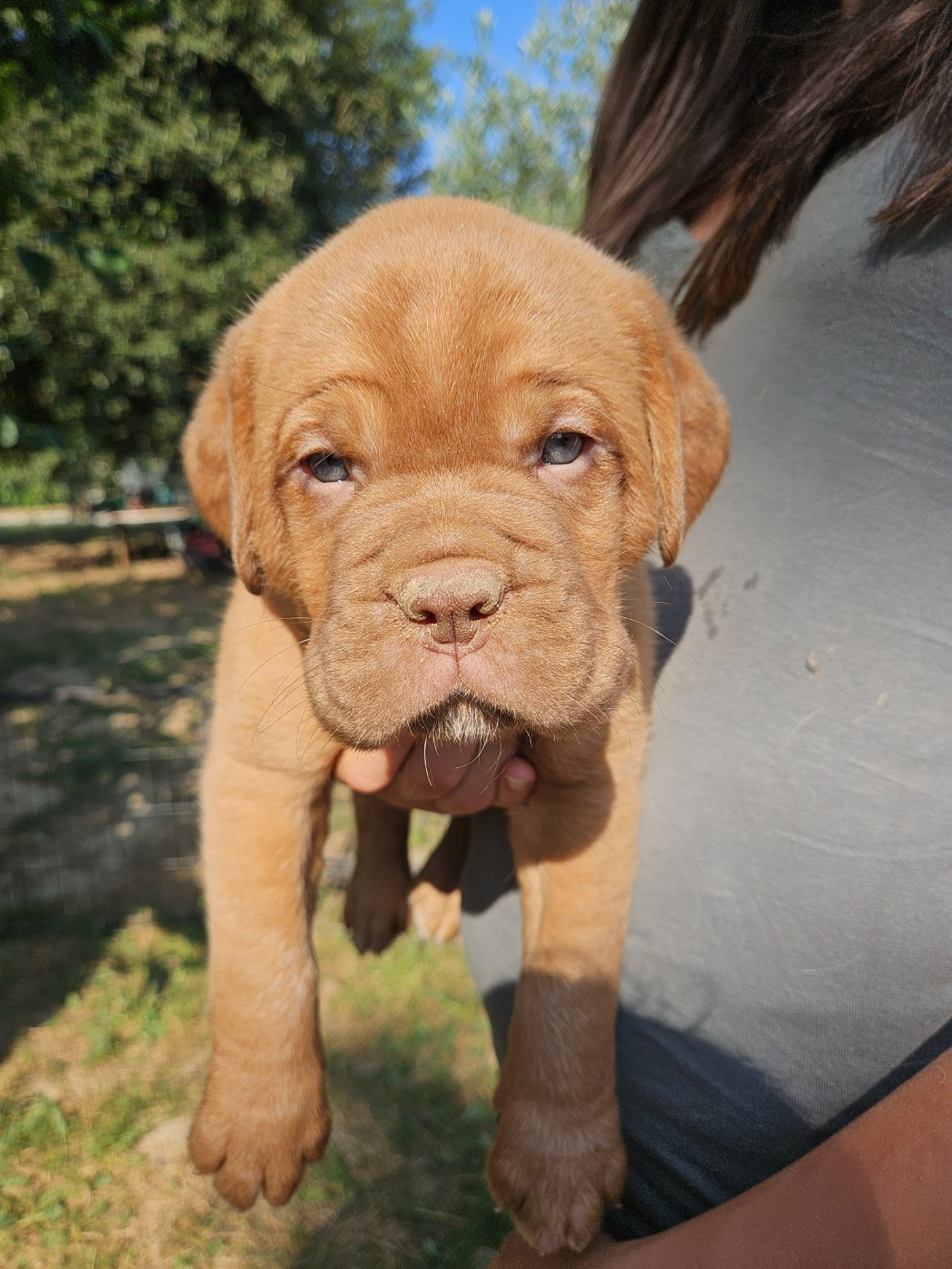 Des Molosses De Lapouyade - Chiots disponibles - Dogue de Bordeaux