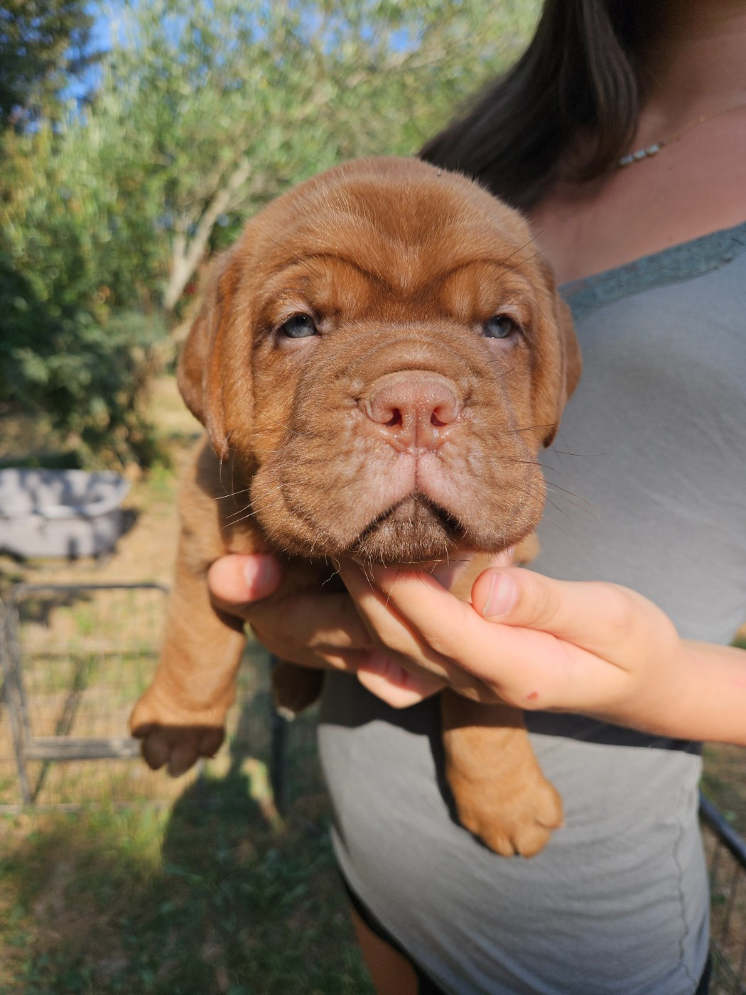 Des Molosses De Lapouyade - Chiots disponibles - Dogue de Bordeaux