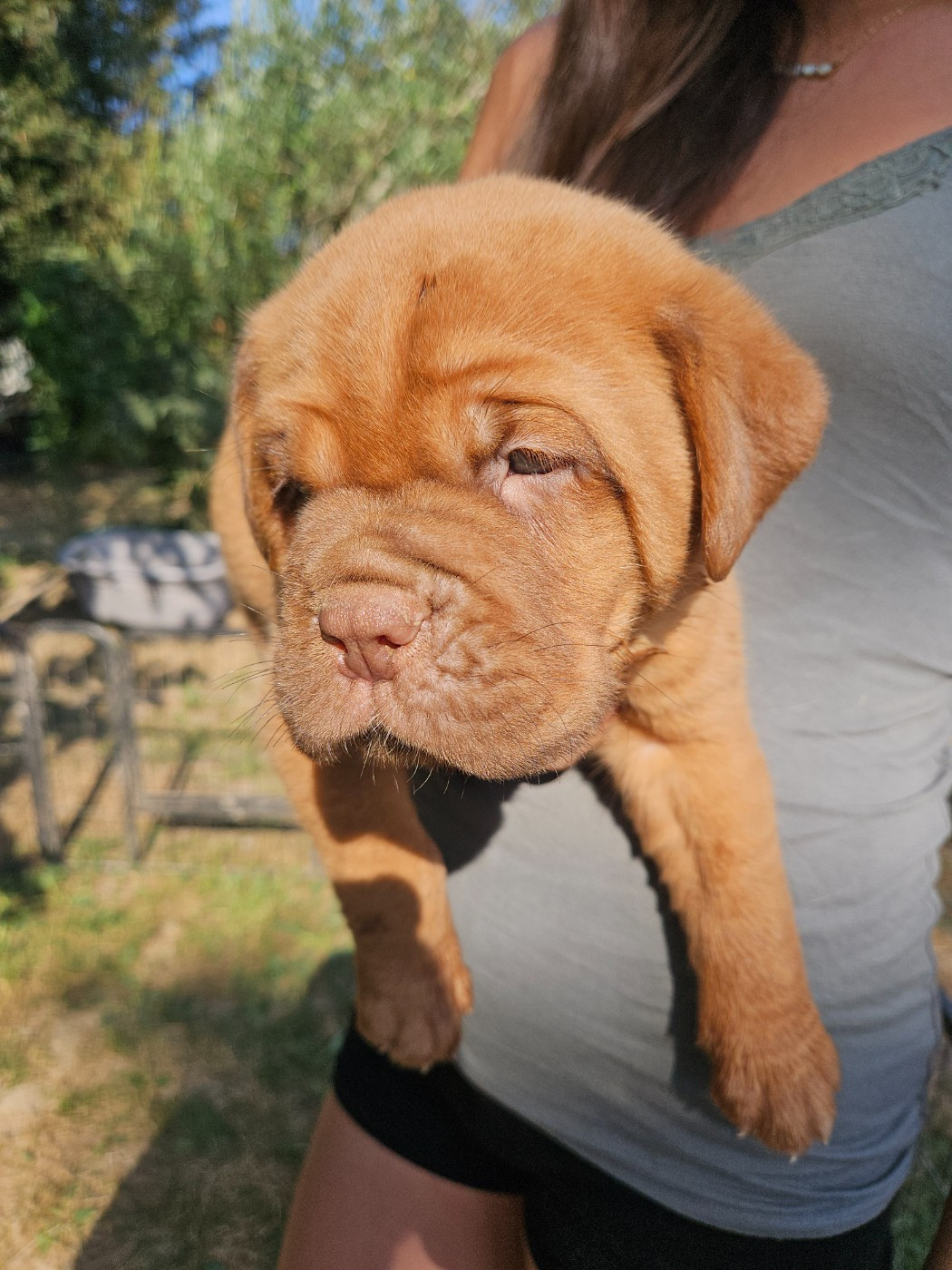 Des Molosses De Lapouyade - Chiots disponibles - Dogue de Bordeaux