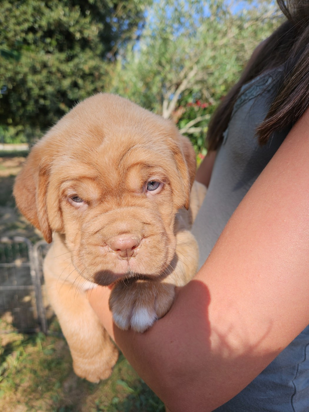 Des Molosses De Lapouyade - Chiots disponibles - Dogue de Bordeaux