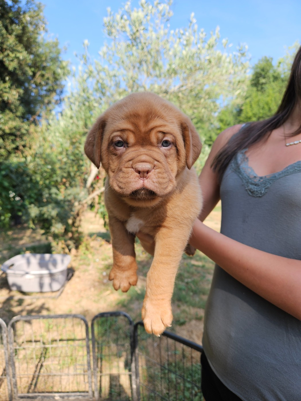 Des Molosses De Lapouyade - Chiots disponibles - Dogue de Bordeaux