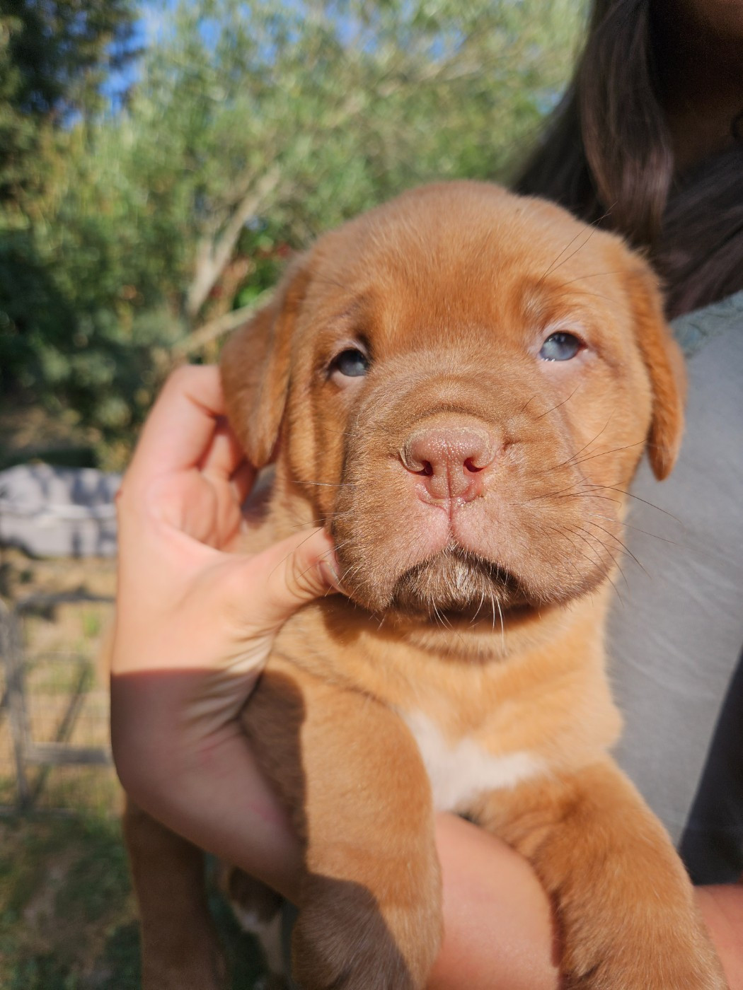 Des Molosses De Lapouyade - Chiots disponibles - Dogue de Bordeaux