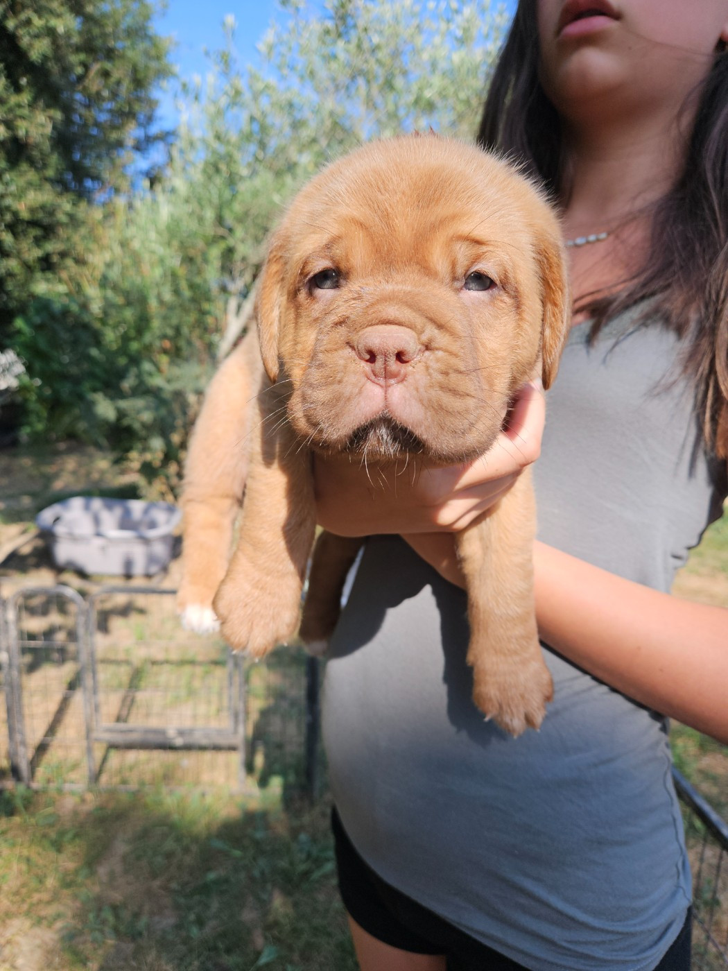 Des Molosses De Lapouyade - Chiots disponibles - Dogue de Bordeaux
